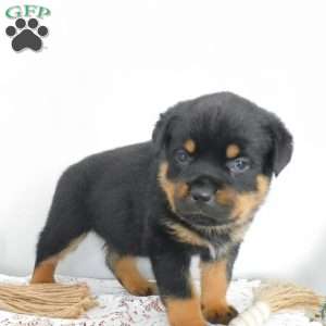 Unity, Rottweiler Puppy