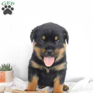 Unity, Rottweiler Puppy