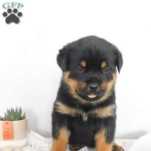 Unity, Rottweiler Puppy