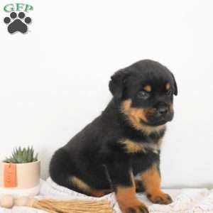 Unity, Rottweiler Puppy