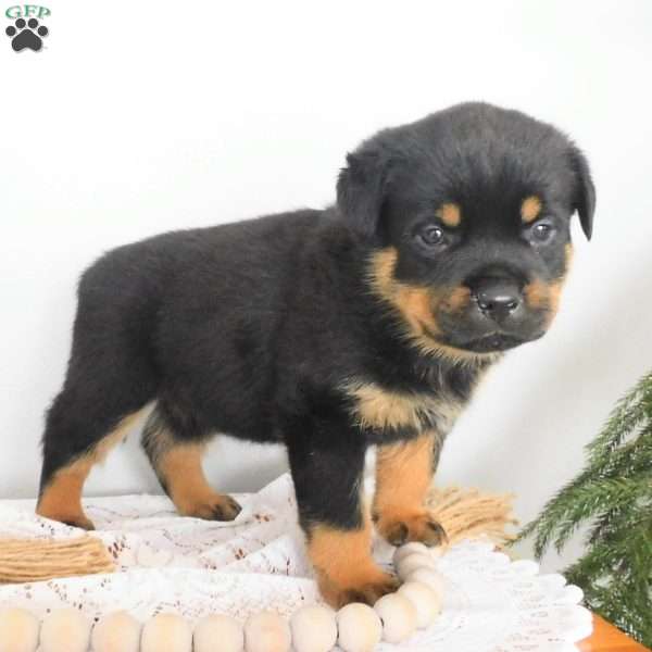 Unity, Rottweiler Puppy