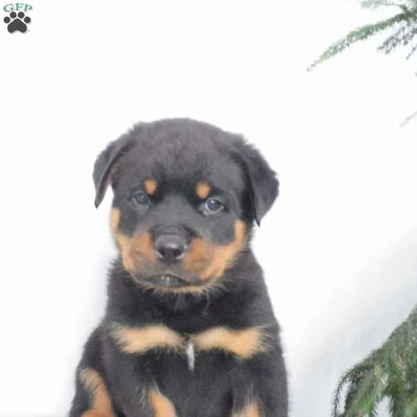 Ulysses, Rottweiler Puppy