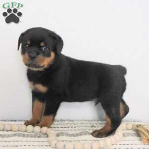 Utah, Rottweiler Puppy