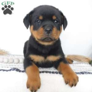 Utah, Rottweiler Puppy