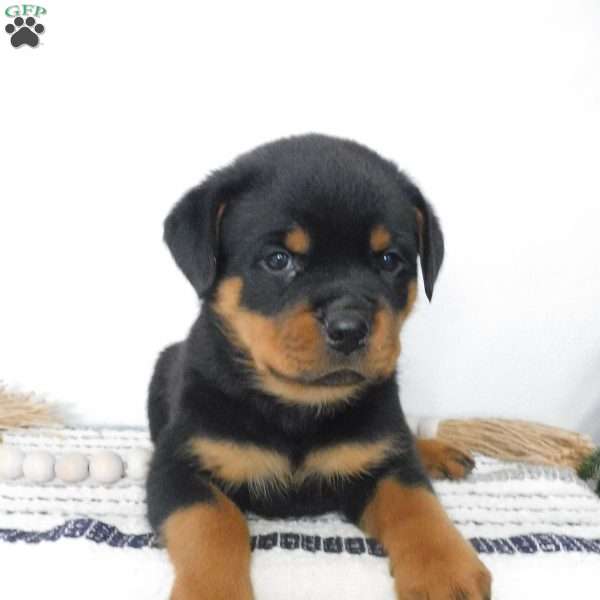 Utah, Rottweiler Puppy