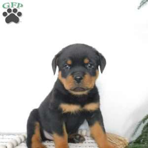 Utah, Rottweiler Puppy