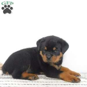 Utah, Rottweiler Puppy