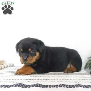 Utah, Rottweiler Puppy