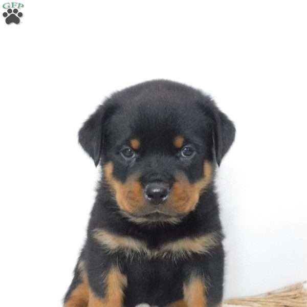 Urban, Rottweiler Puppy