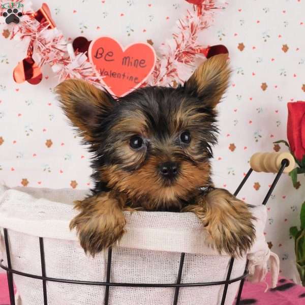 Snuff, Yorkie Puppy