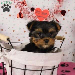 Sprinkle, Yorkie Puppy