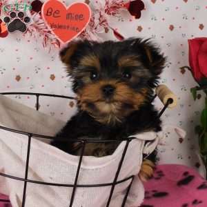 Sprinkle, Yorkie Puppy