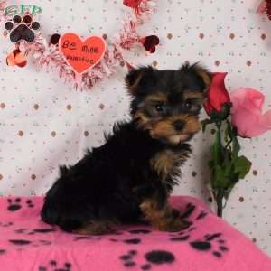 Sprinkle, Yorkie Puppy