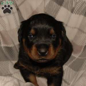 Rogue, Rottweiler Puppy