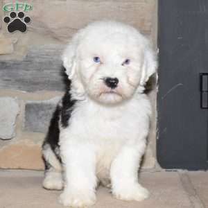 Cash, Old English Sheepdog Puppy