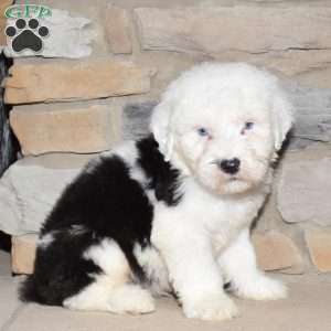 Cash, Old English Sheepdog Puppy