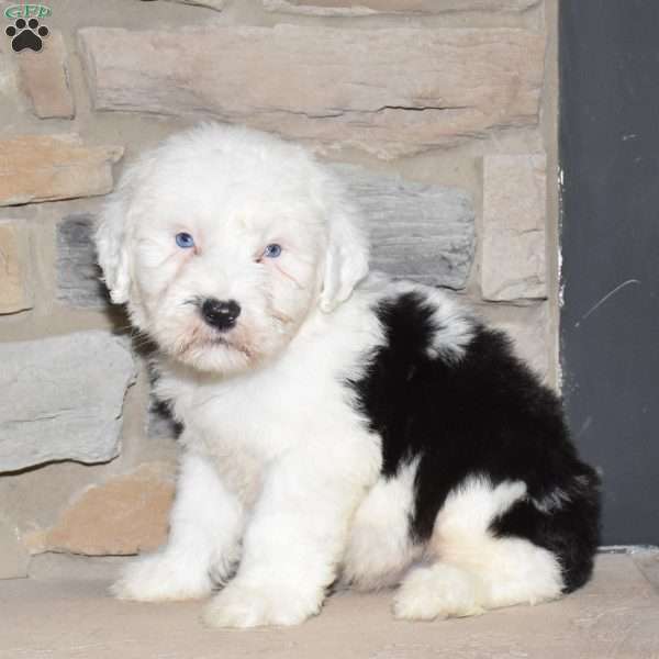 Cash, Old English Sheepdog Puppy