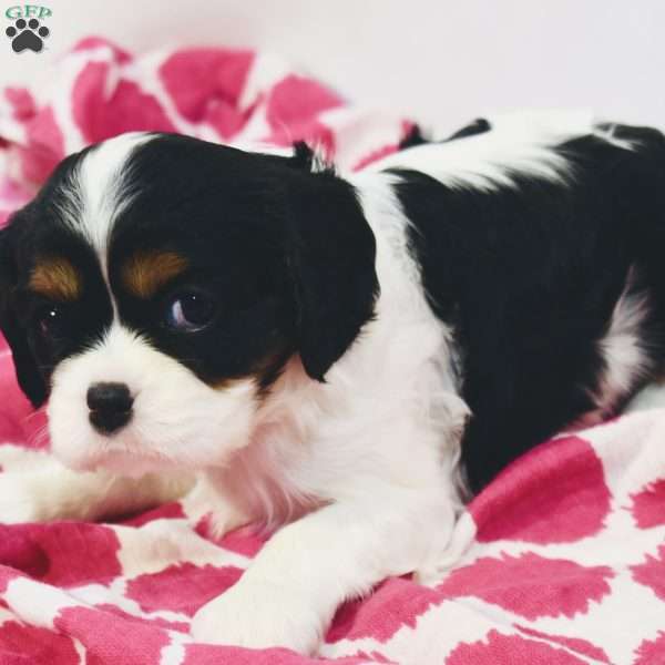 Willow, Cavalier King Charles Spaniel Puppy