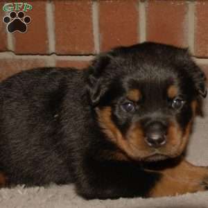 Rogue, Rottweiler Puppy