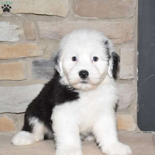 Colten, Old English Sheepdog Puppy