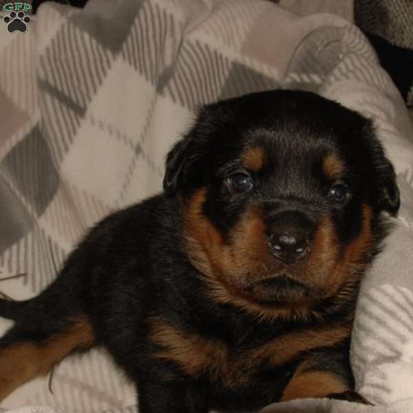 Phoenix, Rottweiler Puppy