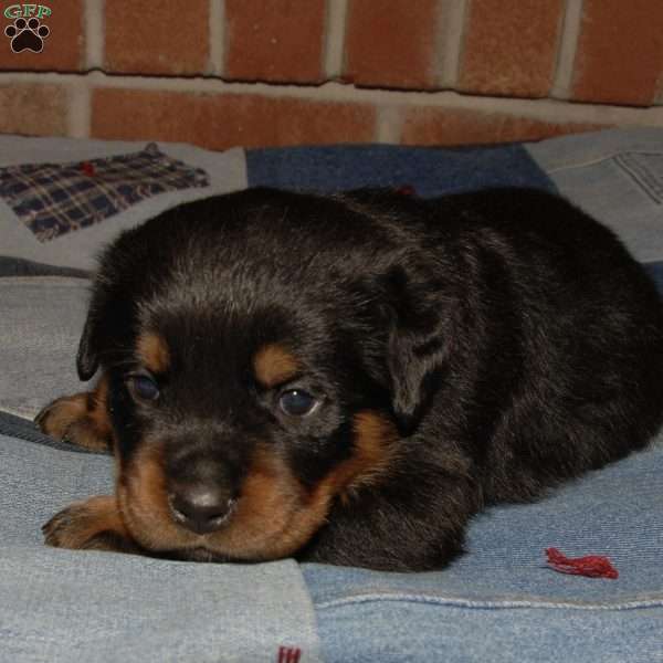 Gamora, Rottweiler Puppy