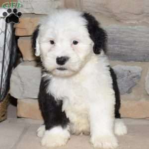 Charlie, Old English Sheepdog Puppy