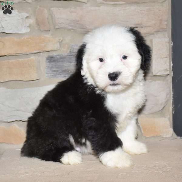 Charlie, Old English Sheepdog Puppy