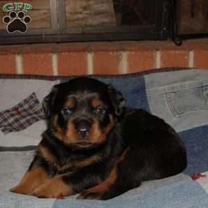 Colossus, Rottweiler Puppy