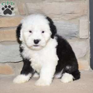 Charlie, Old English Sheepdog Puppy