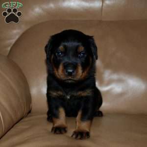 Loki, Rottweiler Puppy