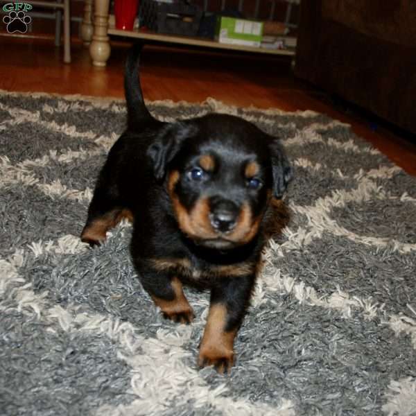 Loki, Rottweiler Puppy