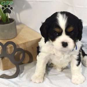 Tucker, Cavalier King Charles Spaniel Puppy