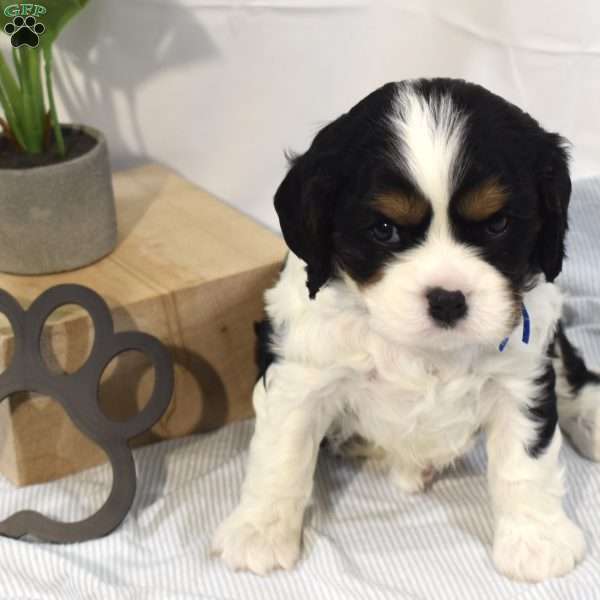 Tucker, Cavalier King Charles Spaniel Puppy