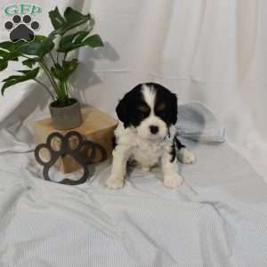 Tucker, Cavalier King Charles Spaniel Puppy