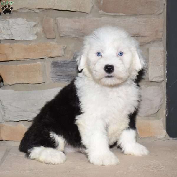 Checkers, Old English Sheepdog Puppy