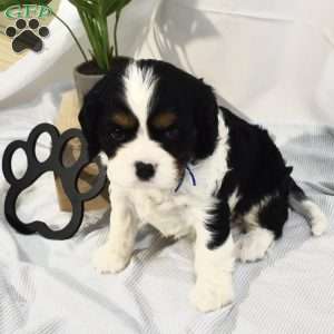 Tucker, Cavalier King Charles Spaniel Puppy