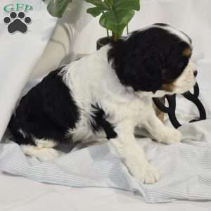 Tucker, Cavalier King Charles Spaniel Puppy