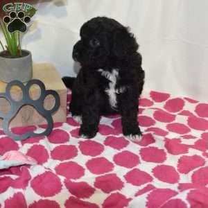 Luna, Mini Labradoodle Puppy