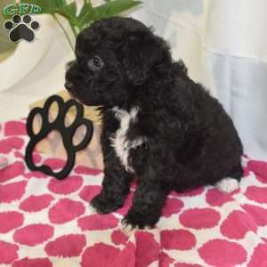 Luna, Mini Labradoodle Puppy