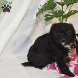 Luna, Mini Labradoodle Puppy