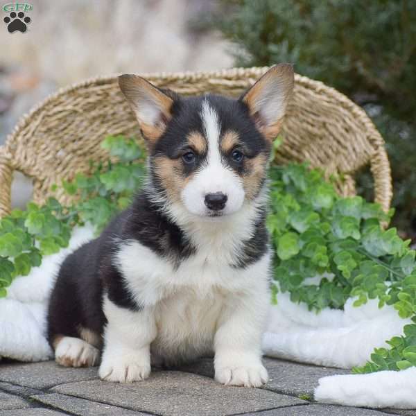 Jack, Pembroke Welsh Corgi Puppy