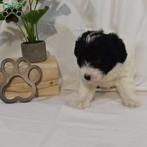 Cash, Mini Labradoodle Puppy