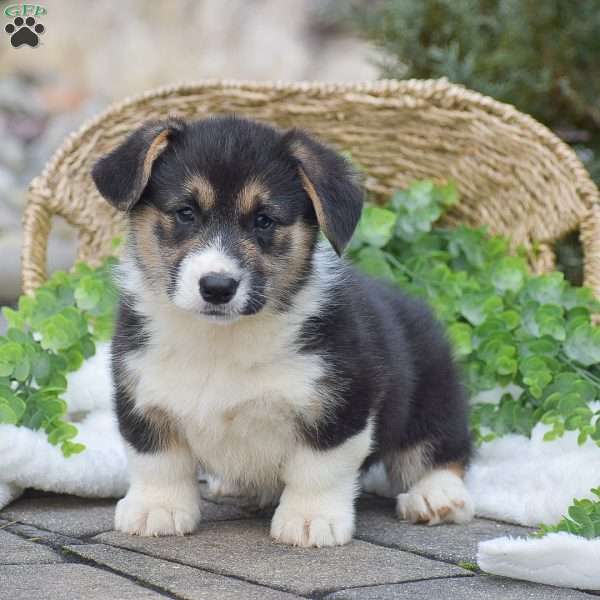 Johnny, Pembroke Welsh Corgi Puppy