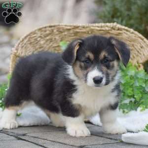 Johnny, Pembroke Welsh Corgi Puppy