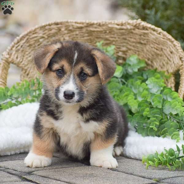 Jonas, Pembroke Welsh Corgi Puppy