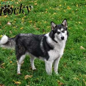 Rossle, Alaskan Malamute Puppy