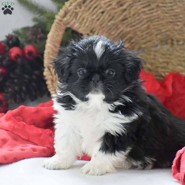 Annie, Pekingese Puppy