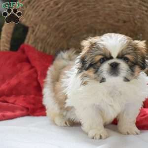 Alex, Pekingese Puppy