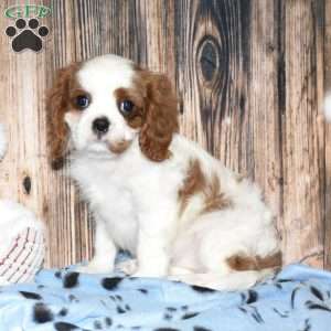 Yazzy, Cavalier King Charles Spaniel Puppy